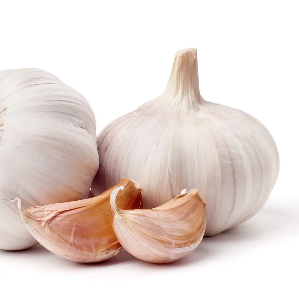 Garlic Extract
