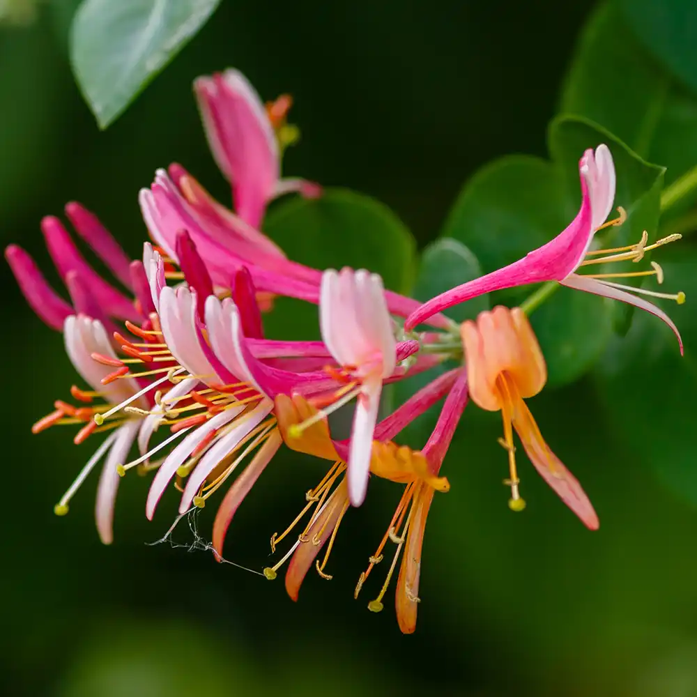 Honeysuckle