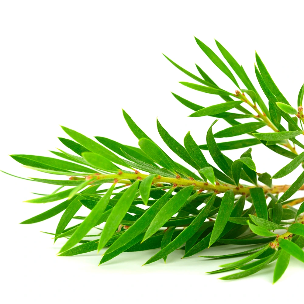 Tea Tree Oil