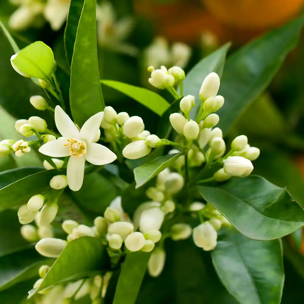 Orange Blossom