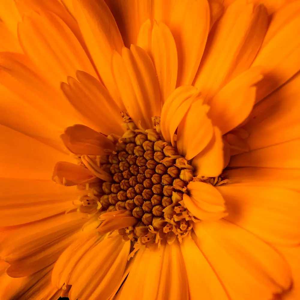 Calendula Oil