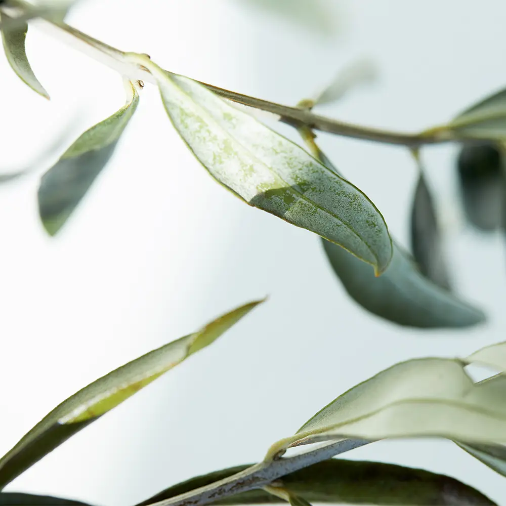 OLIVE LEAF EXTRACT