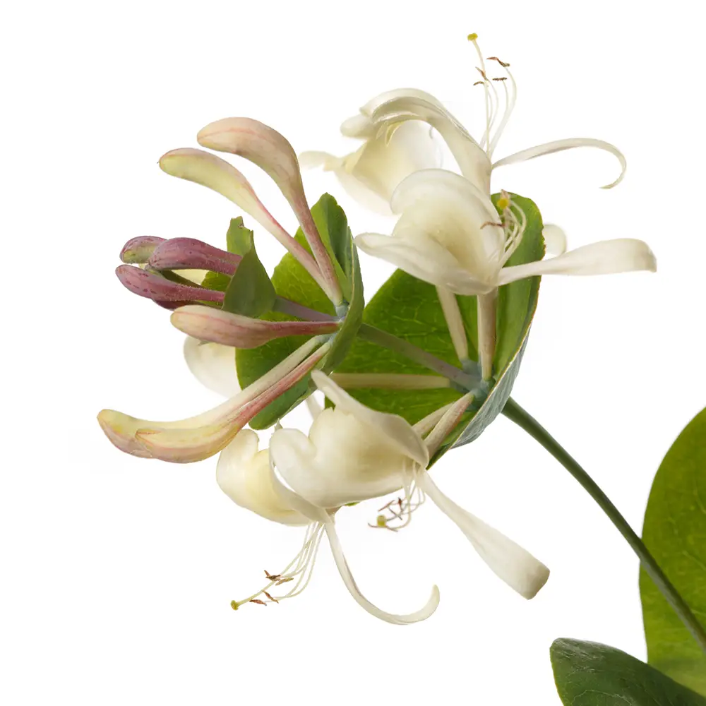 Honeysuckle Flower Oil