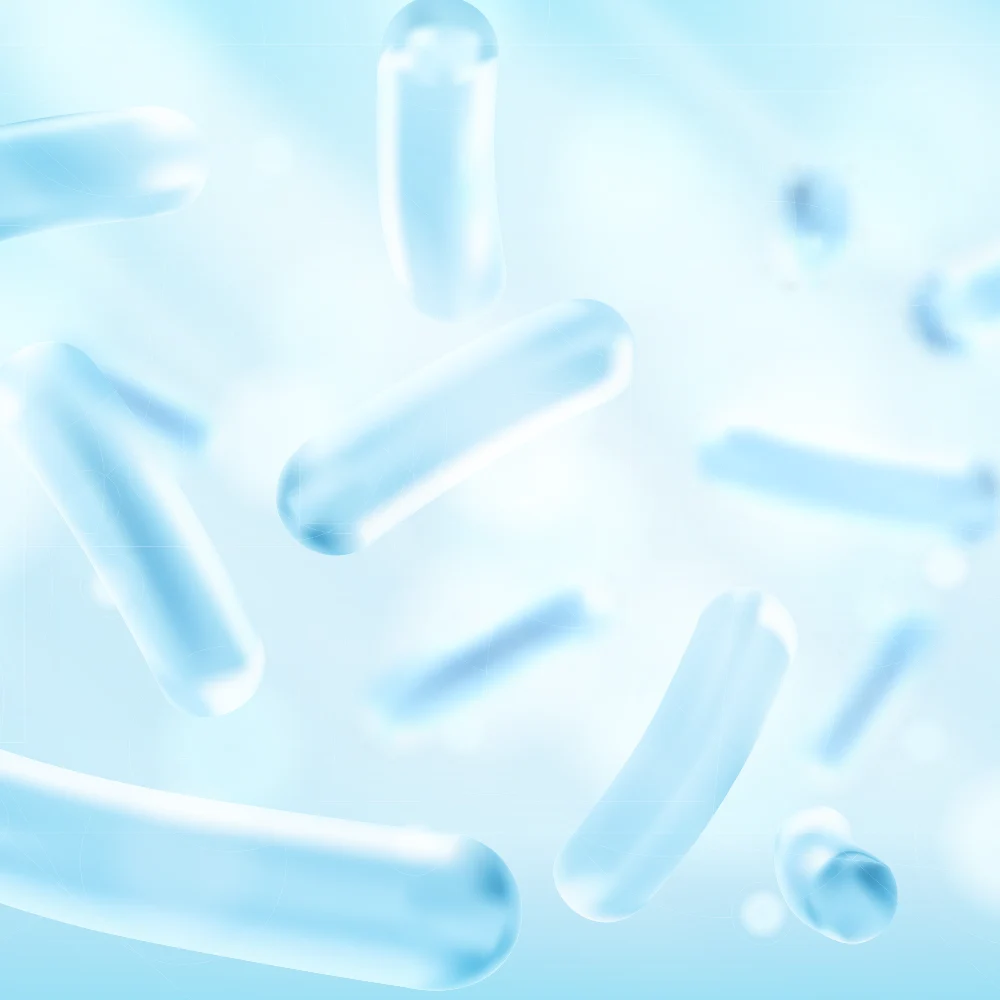 Lactobacillus Prebiotic Bacteria