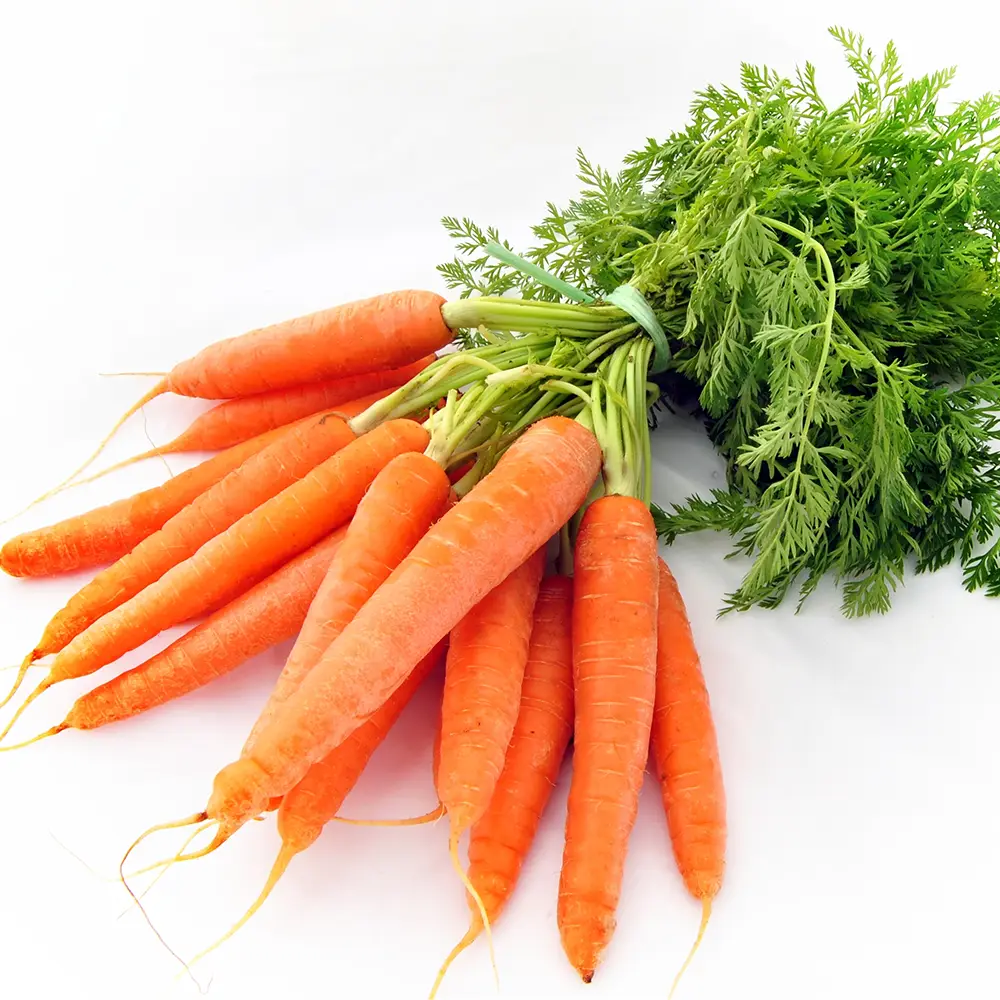 Carrot Oil