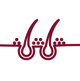 Nourishes and strengthens hair roots.