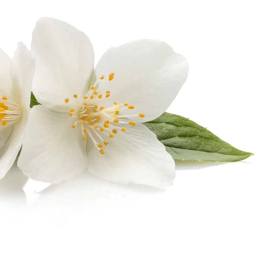 Jasmine Flower Oil