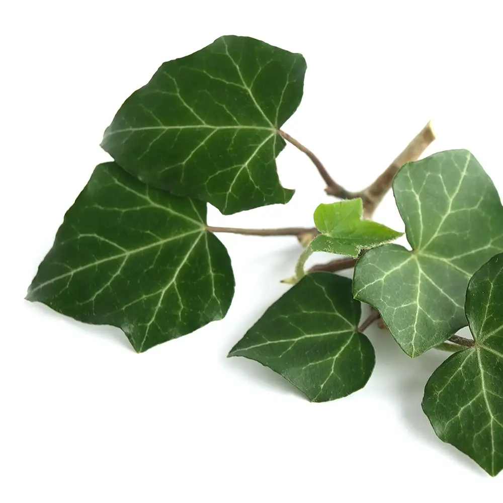 Ivy Extract