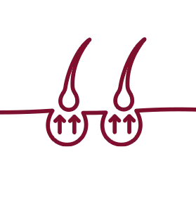 Supports the emergence of hair follicles.