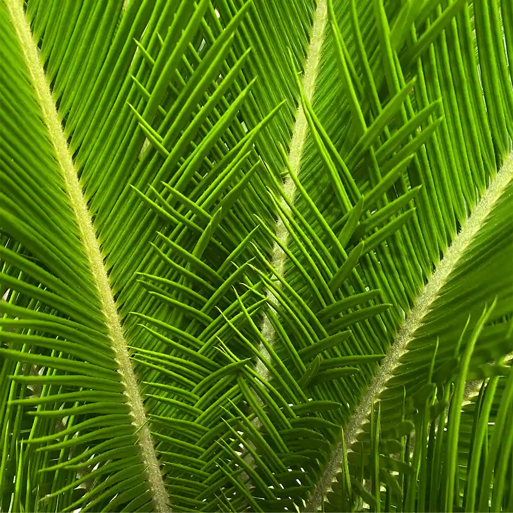 Saw Palmetto Extract