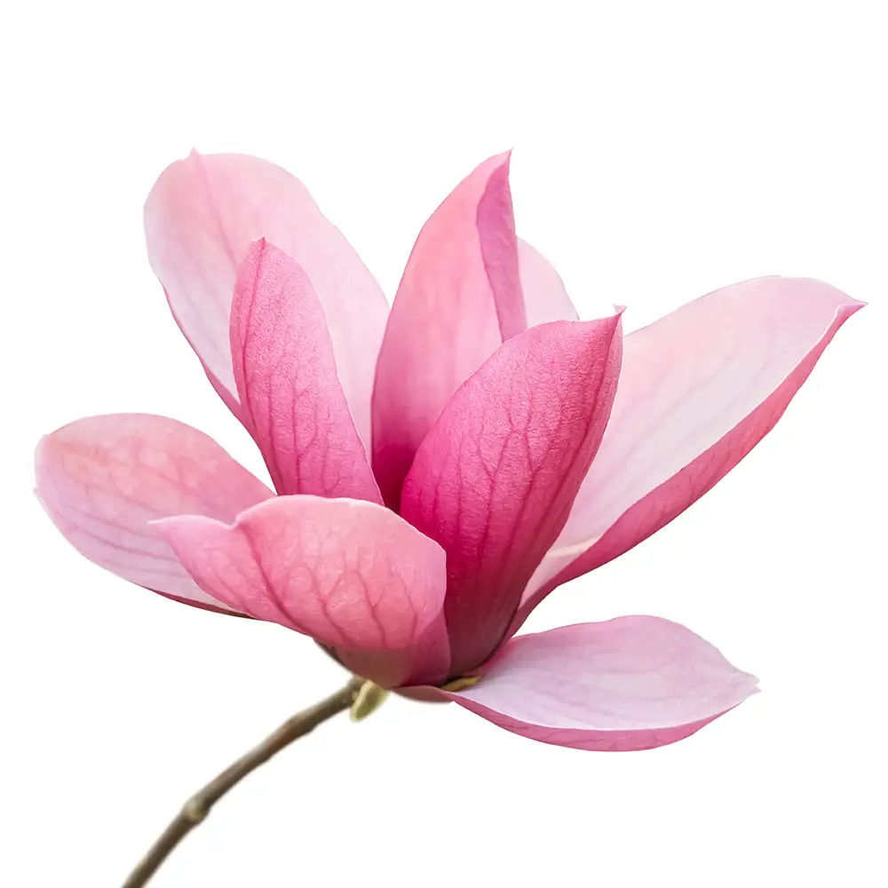 Magnolia Flower Oil