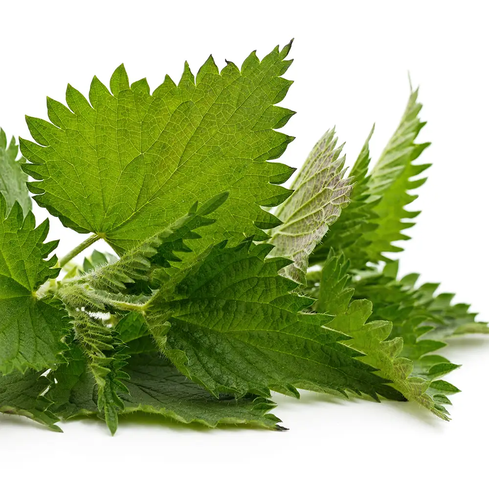Nettle Root Extract