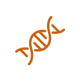 Prevents DNA damage.