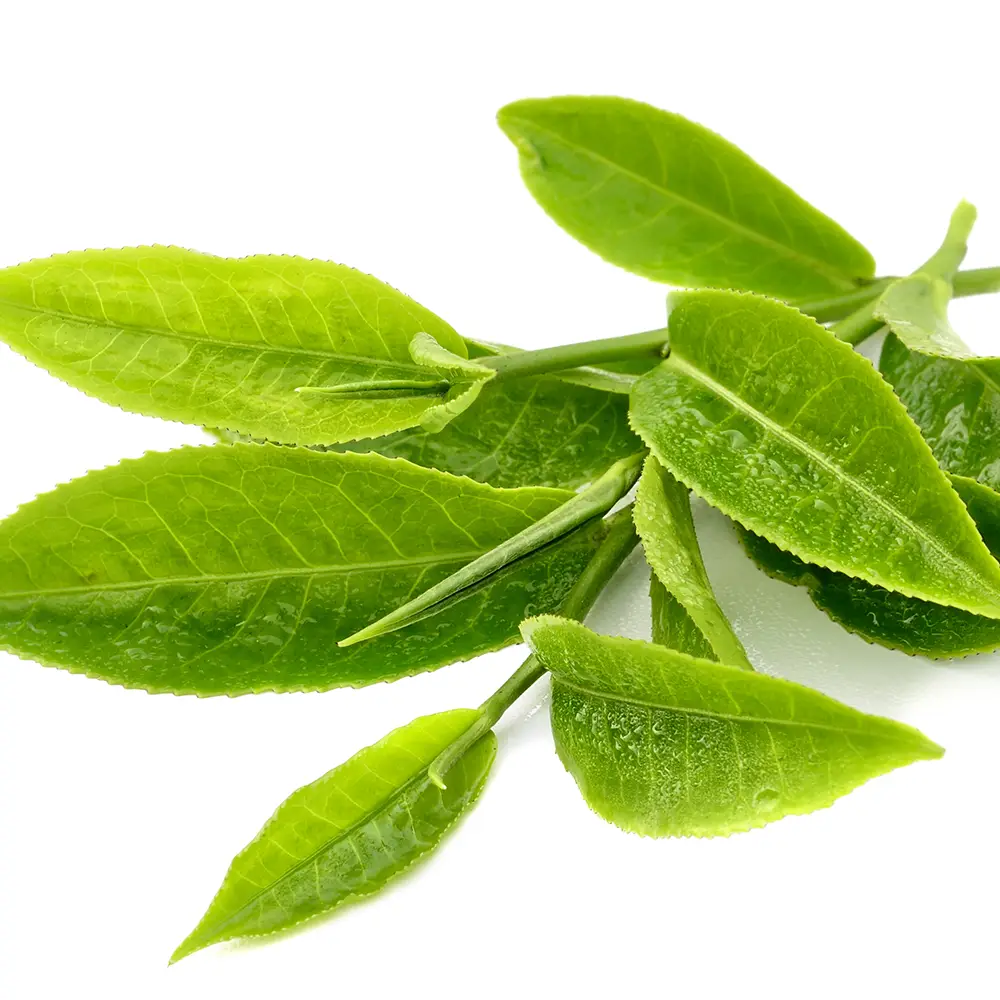 GREEN TEA EXTRACT